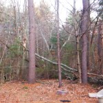 Those storms in February likely took a toll on your trees. Early March is a great clean-up time.