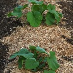 A mulch of heat-treated straw keeps moisture in the soil and retards weeds