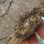 An application of BT-K before gypsy moth caterpillar eggs hatch can reduce an infestatation