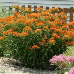 Asclepius (butterfly weed) attracts bees and butterflies