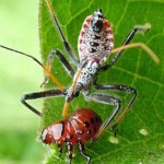 Assassin bugs aren't pretty, but they eat your garden's enemies