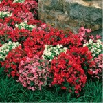 Bedding begonias make a terrific alternative to impatiens. Flowers are long-lasting and need no deadheading.