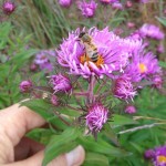 Bees have less food in autumn - like these asters - and can be more aggressive