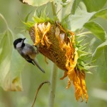 Birds will appreciate the seed heads you leave up