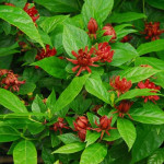 Calycanthus - sweetshrub - is a native species that grows well in southern New England