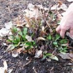 Carefully pull mulch away from emerging perennials