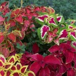 Coleus do very well in the shade and come in hundreds of cultivars with wonderful leaf patterns.