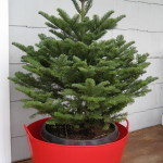 Consider a live Christmas tree that can be planted in your yard