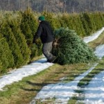 Cutting your own tree from a local tree farm makes for a 'greener' Christmas