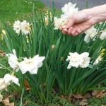 Deadhead bulbs as their blooms pass, but leave the foliage in place until it begins to yellow, which will likely be in July.