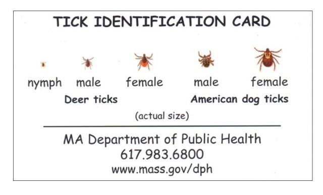 Here's how to identify deer ticks