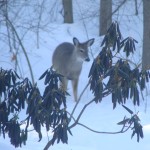 Deer will eat the buds off of rhododendron