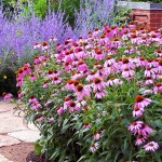 Echinacea (cone flower) is easy to grow, drought tolerant, and a great source of nectar