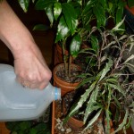 Filling a tray with pebbles and adding water gives houseplants the humidity help they need in winter.