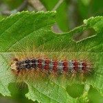 A gypsy moth caterpillar