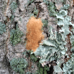 A gypsy moth egg mass