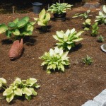 Hostas adapt well to dry environments and are great shade plants