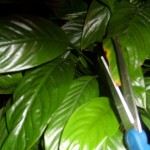 Houseplants that have been dormant for the winter need to be brought back, including cutting back diseased leaves