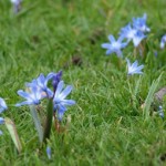 If you have Chionodoxa or other bulbs naturalized into your lawn, put off mowing until May