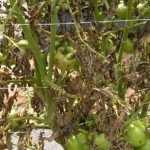 If your tomatoes have been stricken by late blight, be sure to remove every trace of the affected plants.