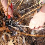 In March, it's easy to tell the dead wood on a hydrangea. Cut it as close to the ground as possible 