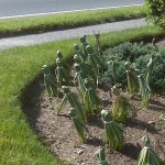 It may look artsy, but braiding your daffodil foliage prevents getting energy down to the bulb for next year's display.