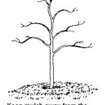 Keep mulch away from tree and shrub trunks