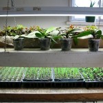 March is a great time to start vegetable seeds under grow lights