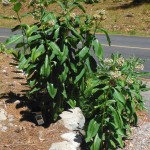 This milkweed grows along - and in - my driveway. It has a lovely sweet scent in July