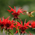 Monarda (bee balm) attracts not just bees but hummingbirds