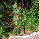 Monarda can be cut back after it blooms to promote new growth