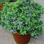 New cultivars of blueberries are colorful and well adapted to container gardening