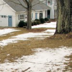 Once the lawn had dried, it needs raking, not fertilizing