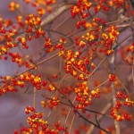 Oriental bittersweet produces flowers and berries along the length of the vine. Domestic bittersweet produces clusters of berries.