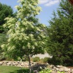 Tired of deadheading annuals and perennials? Consider summer-blooming trees like this oxydendrum that blooms in July and August