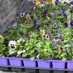 Pansies are tough and can take early April weather. Don't plant anything that can be killed or stunted by below-freezing weather until that danger is past.