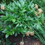 Peonies past bloom should be cut to enjoy the foliage all summer long