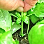 Pinch back annual herbs like basil to promote bushier growth