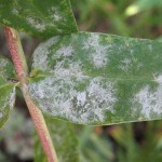 Powdery mildew thrives in humid weather 