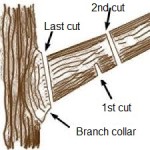 How to cut a tree branch properly. 