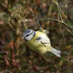 Seed heads left in place provide food for wintering birds