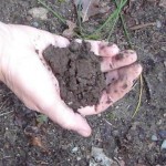 Soil that is ready to be planted should crumble like chocolate cake