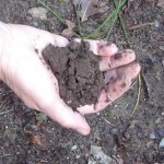 Soil that is ready to be planted should crumble like chocolate cake