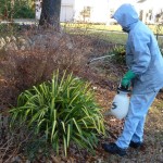 Spraying with a commercially available solution of putrefied eggs and garlic will help deter browsing deer. Be sure to wear protective covering.