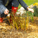 Stake tall perennials now while they're manageable