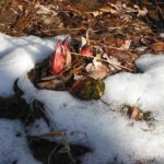 The skunk cabbage has emerged