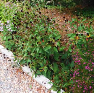 These coneflowers may look spent, but they can still provide nutritional seeds for birds.