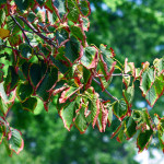 These leaves indicate the tree is stressed by lack of water