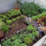 This cold frame will still be producing vegetables will into December.