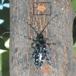 This is the Asian longhorn beetle. The characteristic holes it leaves in host trees are highlighted at the top of the photo. If you see it, report it.